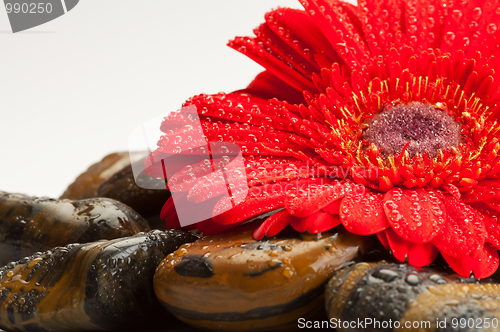 Image of Spa rock and gerbera daisy