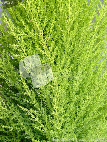 Image of Plant texture