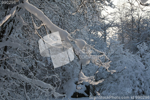 Image of Snovy trees