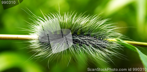 Image of Giant shaggy caterpillar.