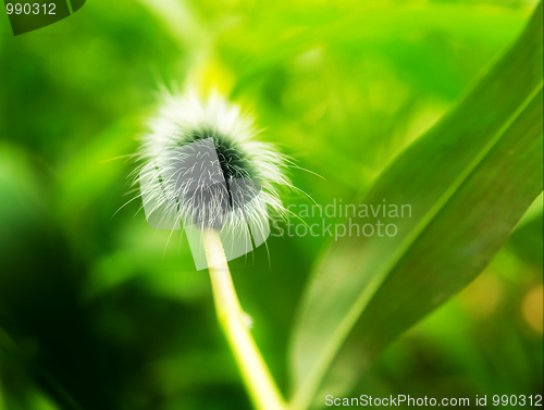 Image of Giant shaggy caterpillar.