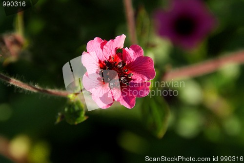 Image of Pretty Pink Flower (Potentilla nepalensis)