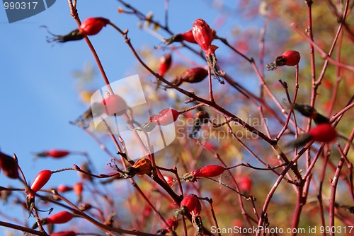 Image of Wild Rose Berries Against Blue Sky