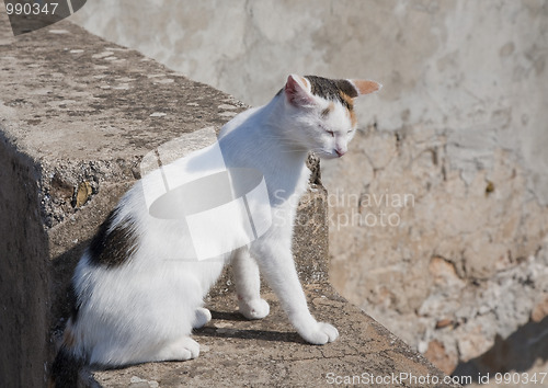 Image of Wildcat Dubrovnik