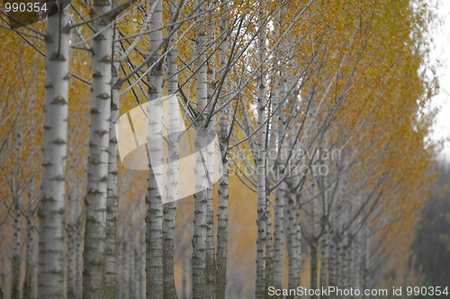 Image of Forest