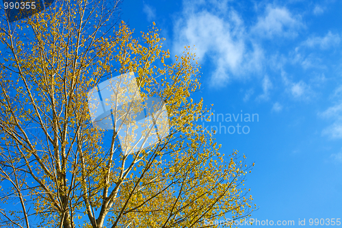Image of Tree