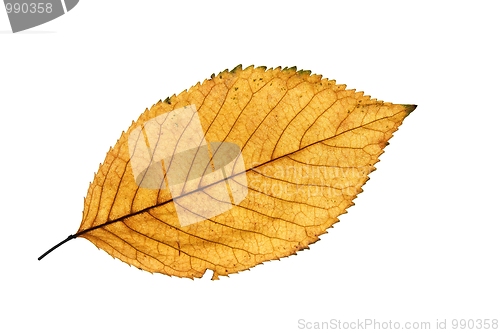 Image of Leaf