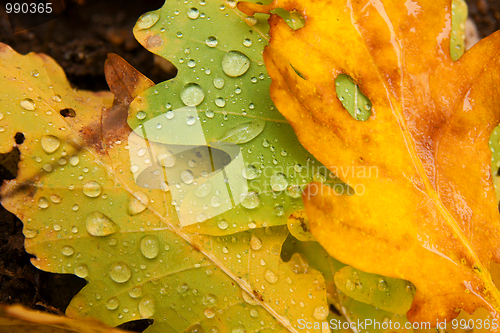 Image of Leaves