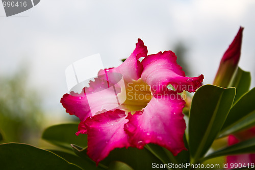 Image of Desert rose