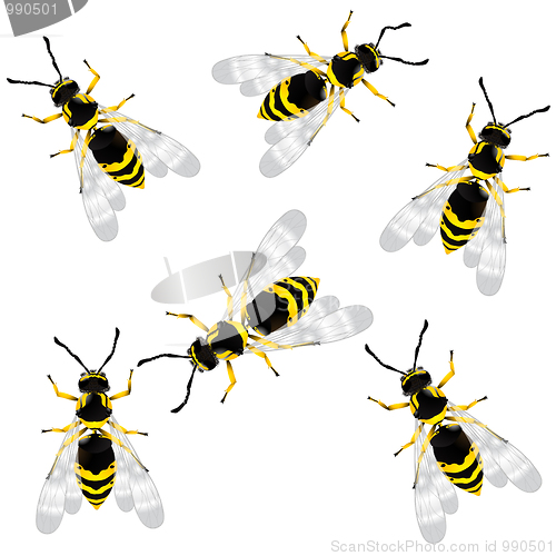 Image of wasp