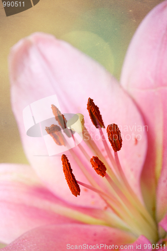 Image of Vintage retro style pink Lilies