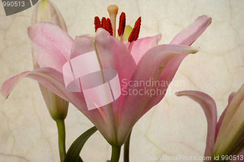 Image of Vintage retro style pink Lilies