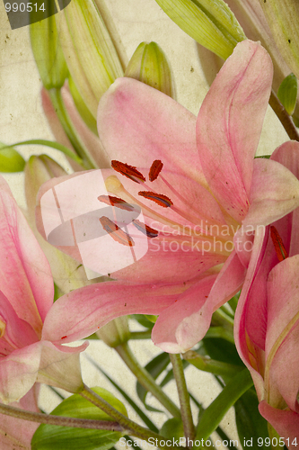 Image of Vintage retro style pink Lilies