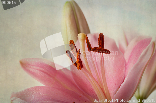 Image of Vintage retro style pink Lilies