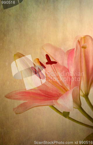 Image of Vintage retro style pink Lilies