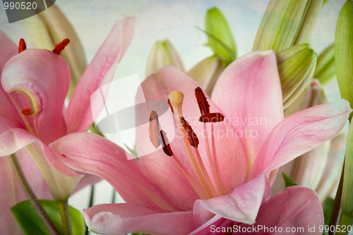 Image of Vintage retro style pink Lilies