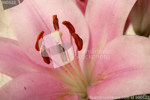 Image of Vintage retro style pink Lilies