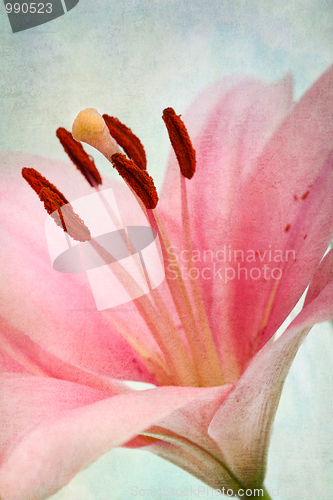 Image of Vintage retro style pink Lilies