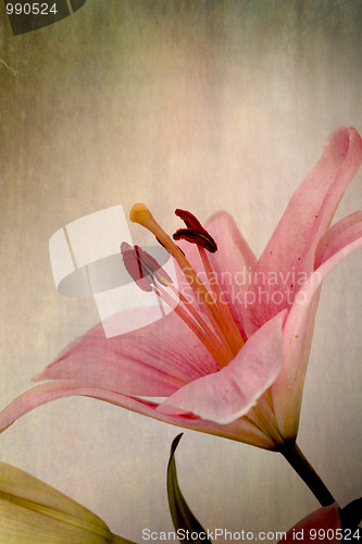 Image of Vintage retro style pink Lilies