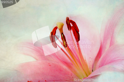 Image of Vintage retro style pink Lilies