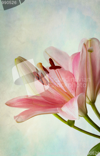 Image of Vintage retro style pink Lilies