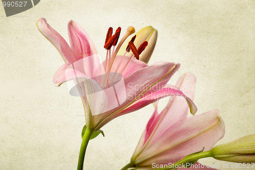 Image of Vintage retro style pink Lilies