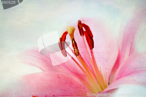 Image of Vintage retro style pink Lilies