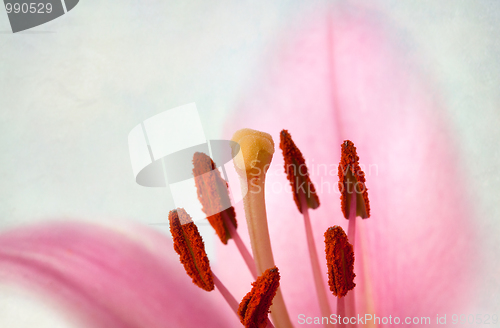 Image of Vintage retro style pink Lilies