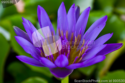 Image of Lotus In Thailand 