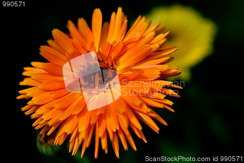 Image of Calendula officinalis