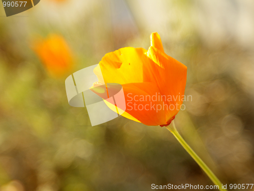 Image of California Poppy