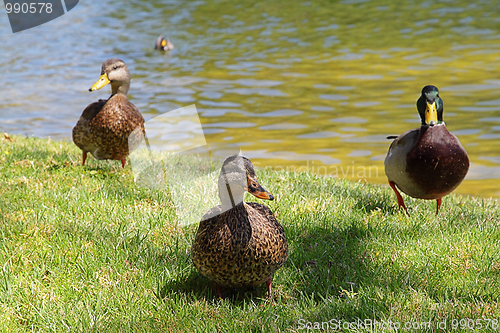 Image of Three ducks near the pond