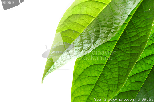 Image of Green leaves on white background