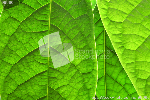 Image of Green leaves background