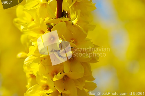 Image of Forsythia