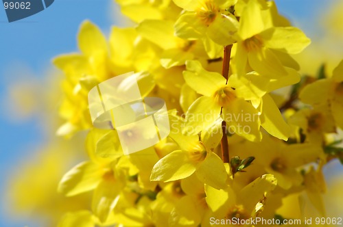 Image of Forsythia