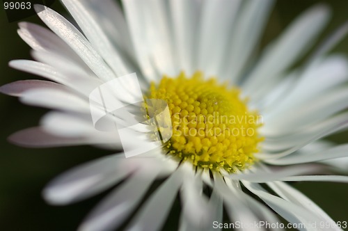 Image of Daisy