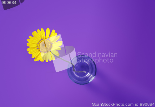 Image of yellow flower