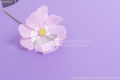 Image of cosmea