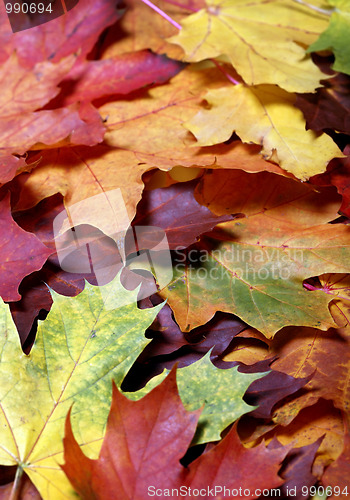 Image of Autumn leaf 