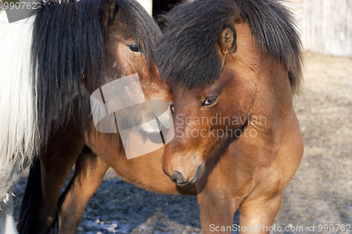 Image of Portrait of two horses