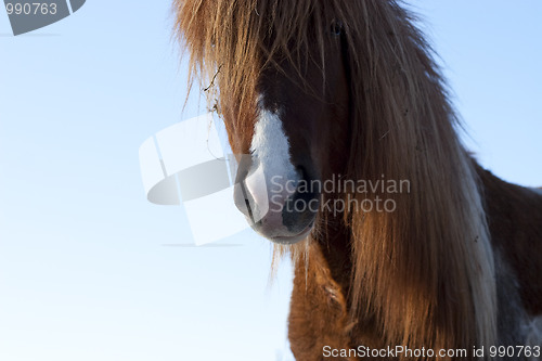 Image of Portrait of a horse