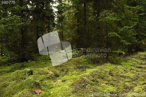 Image of Mystical forest