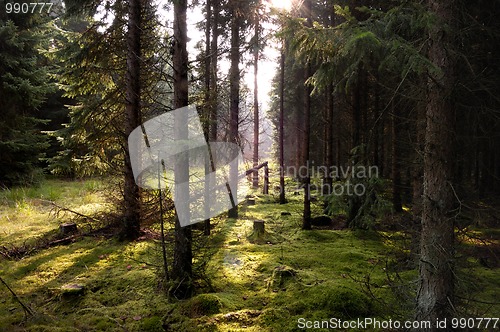 Image of Backlight