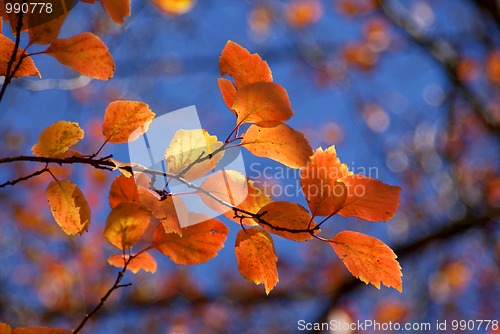 Image of Colorful Autumn Leaves