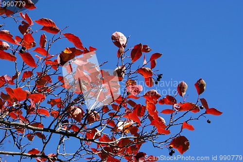 Image of Red Fall Foliage against Blue Sky