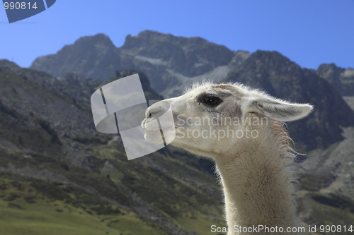 Image of Lama profile and Pyrenees Mountains