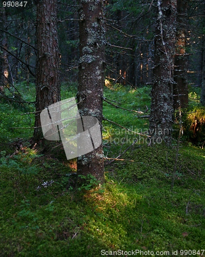 Image of Trees in a forest