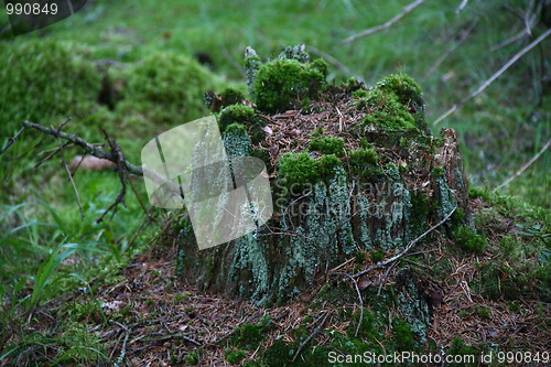 Image of Tree stump