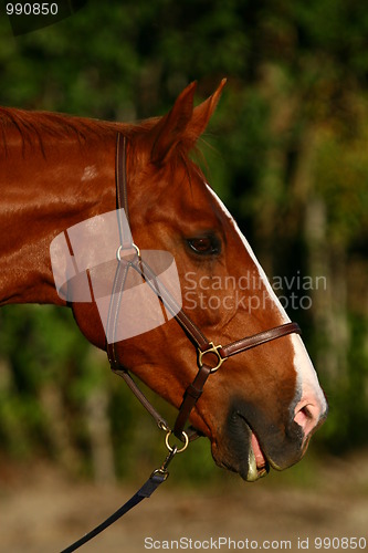 Image of Horse with open mouth